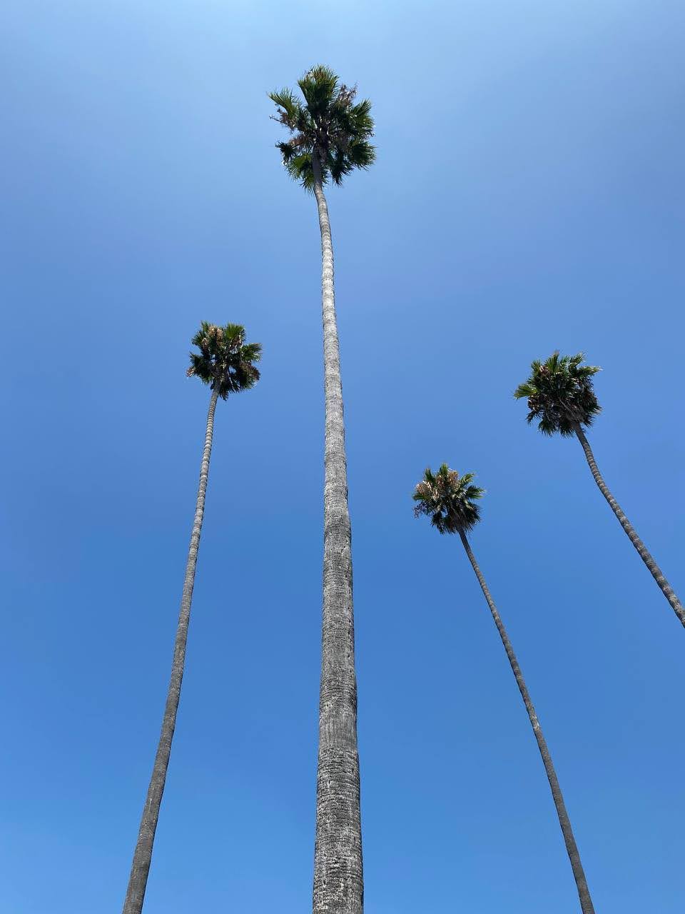 Einheimische Palmen wie die aus Californication