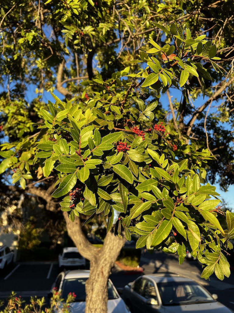 Cupertino Brazilian peper-tree