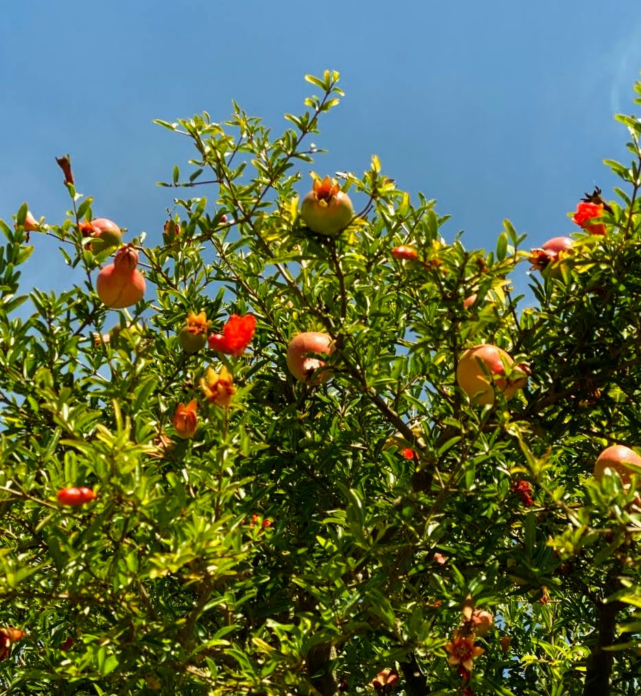 The pomegranate simply grows