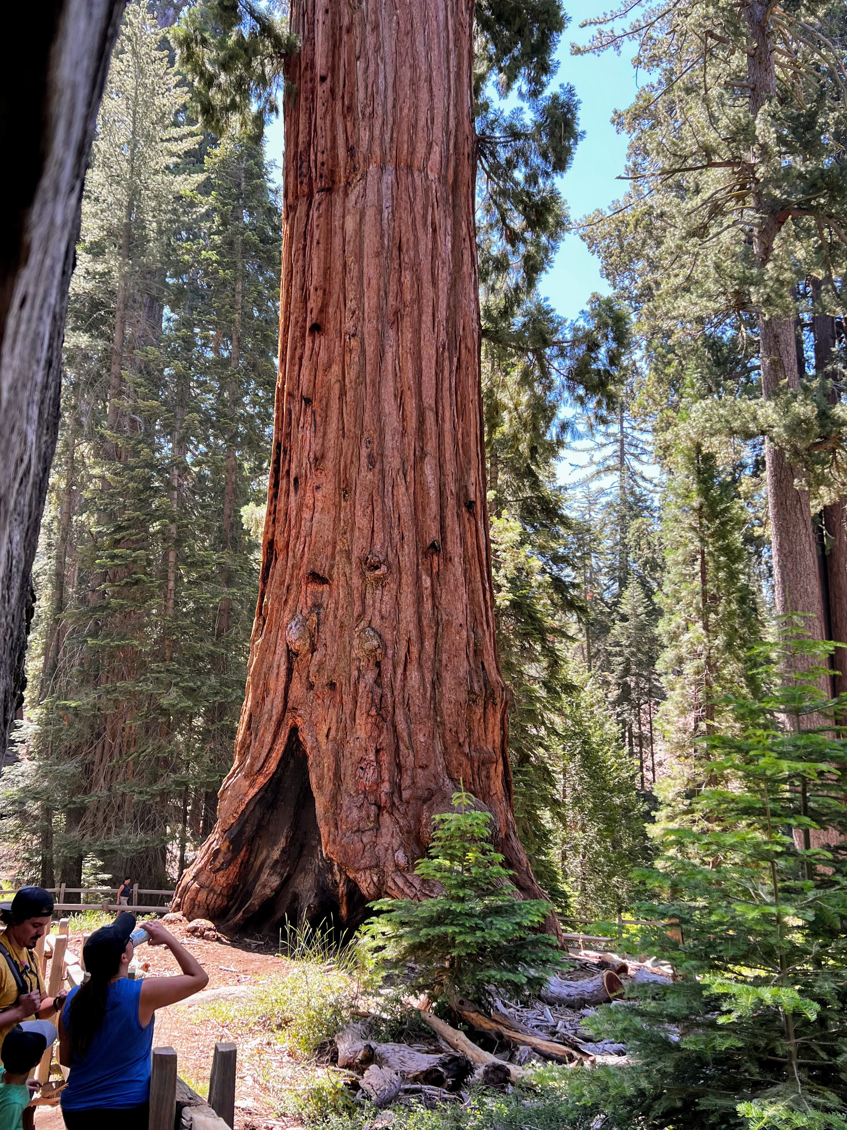 Sequoia Sherman Tree