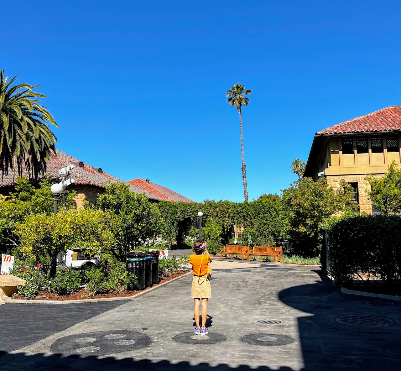 Stanford palms